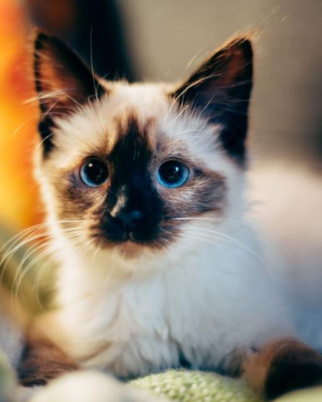 Chat, chat