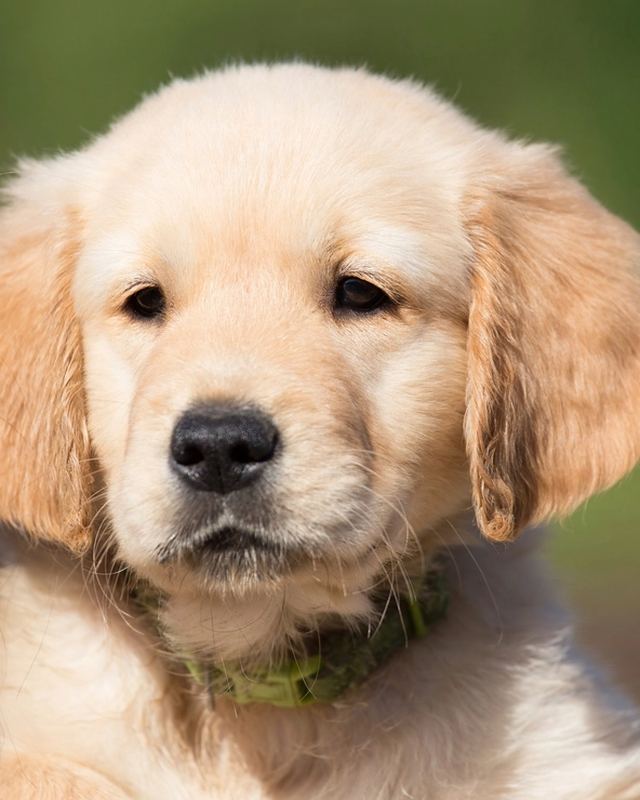 Chien, chien